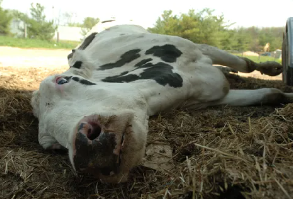 How to Save Animals from Farm Animal Cruelty